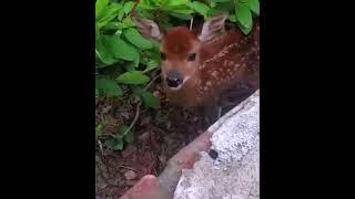迷子の小鹿　The Lost Fawn