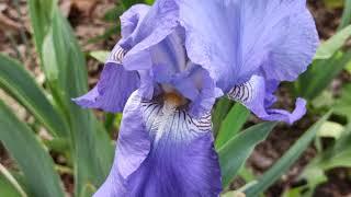 ГОЛУБОЙ ИРИС — (Ирис бородатый Голубая гавань, Iris germanica Harbor Blue)