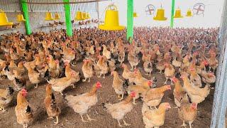 Process raising Chickens for egg in Poultry Farm