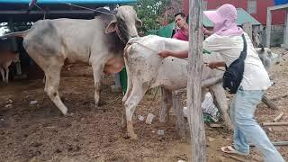 Big Bull of Cambodia| #NimKingCow