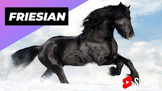 Friesian Horse  One Of The Most Beautiful Horses In The World #shorts #friesian #horse