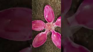 I tried ok- #flowers #viralvideo #shorts #craft