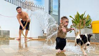 Hilarious! Monkey Cubis & Puppy Lucky Water Escape You Won’t Stop Laughing