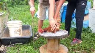 Puerto Rico - how to kill a chicken