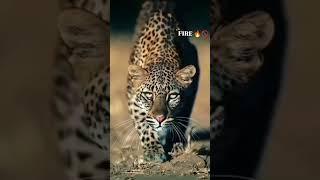 Cheetah# attack #RTR