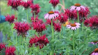 JACOB CLINE MONARDA (Monarda didyma) - You need this in your 2024 Pollinator Garden @CEGNatives