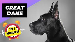 Great Dane - In 1 Minute!  One Of The Laziest Dog Breeds In The World | 1 Minute Animals