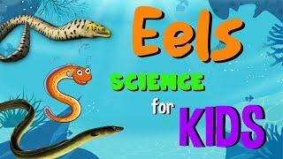 Eels | Science for Kids