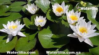 Nymphaea Marliacea Albida Кувшинка Марлиака Альбида