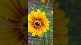 Moonlight hill flower farm LLC    we got blooms