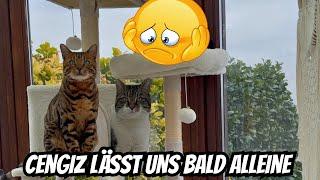 Die Katzen haben mich heute glücklich gemacht…