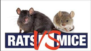 Rats VS Mice