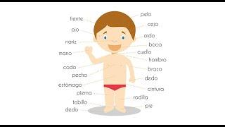 Cuerpo Humano I Human Body in Spanish Language (Part 1)