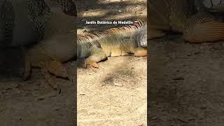 Jardín Botánico | Que ver en Medellín 