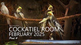 Cockatiel Room: February 2025 | Seeds Tray on Front Table - Part 4