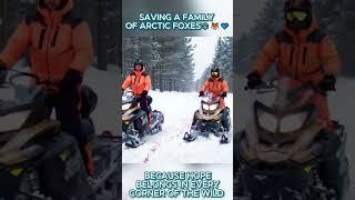 “Saving a family of Arctic foxes in the heart   ‍️️