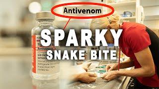 Bondi Vet: Deadly Snake bite for Sparky the cat