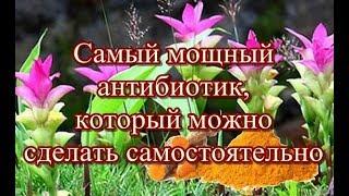 Самый мощный антибиотик, который можно сделать самостоятельно