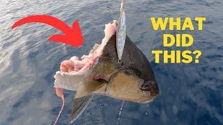 You MUST SEE This!  - Offshore Fishing like a Nat'l Geographic Experience!