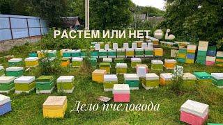 Пчеловодство начало сезона 2023. Сбежали от потравы рапса, работа на этот год .