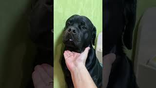 Что он сегодня своровал? Наш ротвейлер на кухне ¿Kunsa jichhürunakan lunthatasïna?Jiwasan Rottweiler