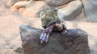 Lion cub eating meat