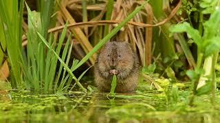 Nature Picture Library's showreel of British wildlife footage