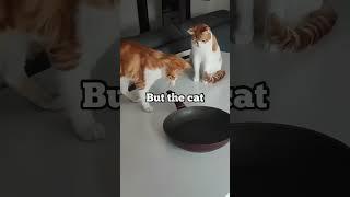 This cat is a big cheater️