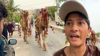 Dangerous Camel Bhag Gya!Attacked Krdiya?