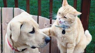 You Won't Believe What These Cats and Dogs Are Doing! Funny Cat and Dog 2024