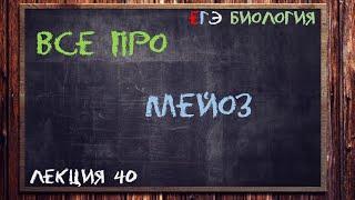 Л.40 | МЕЙОЗ | ОБЩАЯ БИОЛОГИЯ ЕГЭ