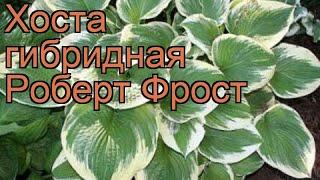 Хоста гибридная Роберт Фрост (hosta robert frost)  обзор: как сажать, рассада хосты Роберт Фрост