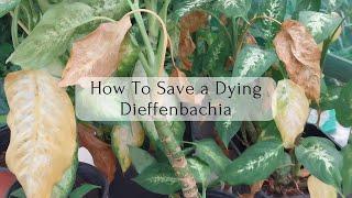 How to Save Dieffenbachia Plant from Dying | Revive a Dumbcane Dieffenbachia