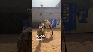 Camel whisperer  #dubai #camels #traveltheworld