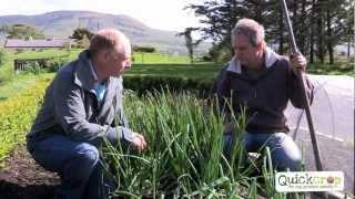 How To Grow Shallots the easy way