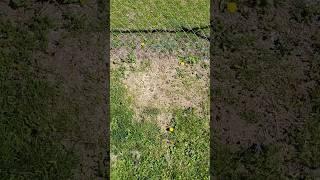 Ant Eradication & Growing Pokeweed