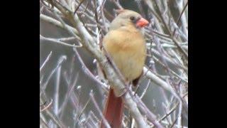 Beautiful Birds - The Lighthouse Lady