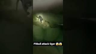 Pitbull vs tiger fight #pitbulldog #viralvideo #trend #shorts #tiger #attack #ytshorts