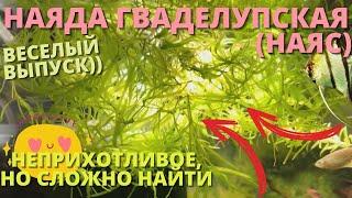 НАЯС (НАЯДА ГВАДЕЛУПСКАЯ) - АКВАРИУМНЫЕ РАСТЕНИЯ l НЕПРИХОТЛИВОЕ, НО ОЧЕНЬ РЕДКОЕ l ВЕСЕЛЫЙ ВЫПУСК