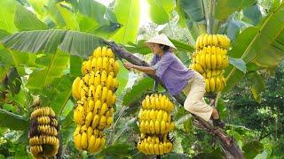 Harvesting Bananas: A Nutritious and Delicious Snack for Healthy Living