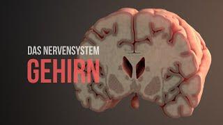 Nervensystem Teil 2 - Aufbau und Funktionsweise des Gehirns (Animation)