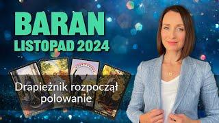 Baran DRAPIEŻNIK ROZPOCZĄŁ POLOWANIE Listopad 2024 tarot