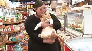 New push underway to protect beloved NYC 'bodega cats'