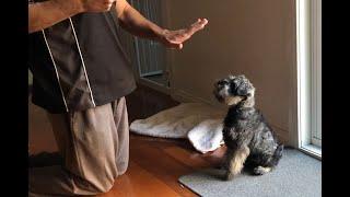 Teaching a Miniature Schnauzer puppy the 'Wait' command