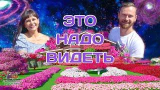 Сад мечты | Это надо видеть! | #петуния #дача