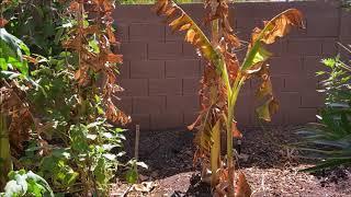 Can we REALLY grow banana plants in Phoenix ????????