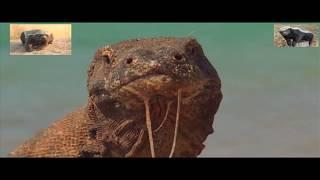 Honey Badger Narrates: Sneaky Omarosa and the Amazing Komodo Dragon Eats a Unicorn