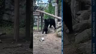 Bears spotted sparring at zoo #shorts #shortnews #news #zoo #bears #animals #offbeat