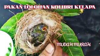 perawatan anakan kolibri kelapa dari lolohan agar tidak mudah mati