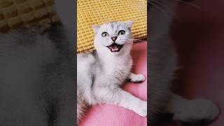 How to #cat videos #shortvideo #kucing #kitten #cutecat #catlover #